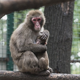 Выездное занятие в зоопарке Выездное занятие в зоопарке