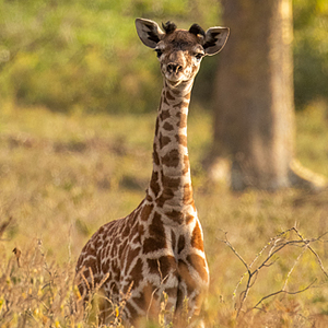 Фототур в Африку: Алёна Нагурская о съемке диких животных Фототур в Африку: Алёна Нагурская о съемке диких животных