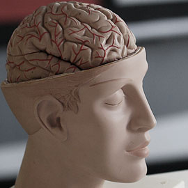 Раскрываем тайны мозга Раскрываем тайны мозга